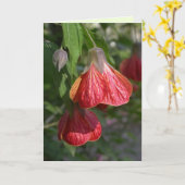 Abutilon Kaart (Gele Bloem)