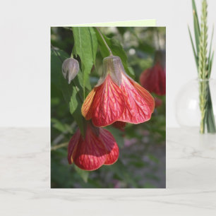 Abutilon Kaart