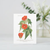 Abutilon venoso x striatum briefkaart (Staand voorkant)