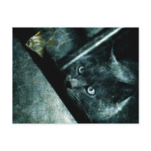 Abyss cat - Briefkaart