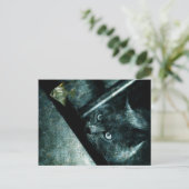 Abyss cat - Carte postale (Debout devant)