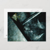 Abyss cat - Carte postale (Devant / Derrière)