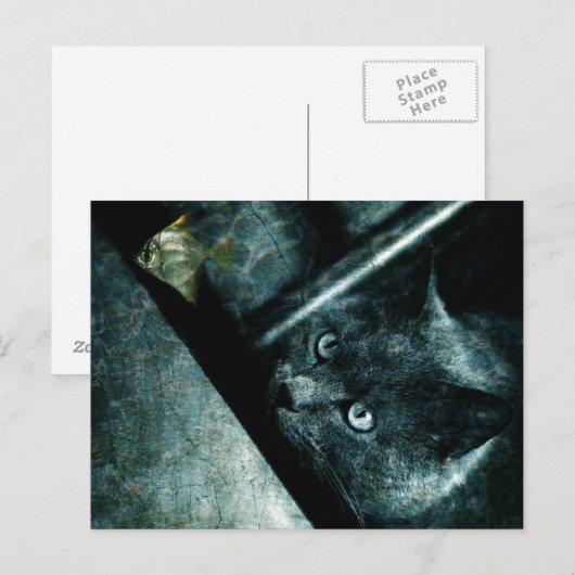 Abyss cat - Carte postale (Devant / Derrière)