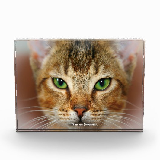 Abyssijnse Kat Fotoblokken (Voorkant)
