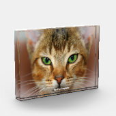 Abyssijnse Kat Fotoblokken (Links)