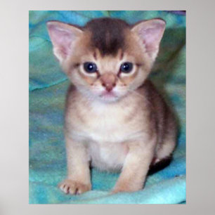 Abyssijnse Kitten - Vier Weken Oud Poster