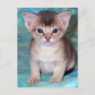 Abyssiniaans Kitten Briefkaart