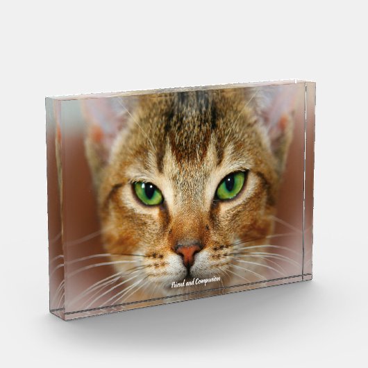 Abyssiniaanse kat fotoblokken (Links)