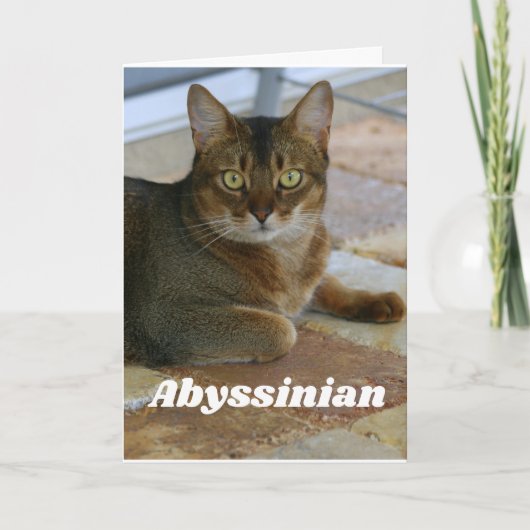 Abyssiniaanse kat kaart (Voorkant)