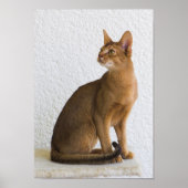 Abyssiniaanse kat poster (Voorkant)