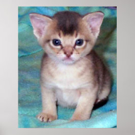 Abyssiniaanse Kitten - Vier weken oud Poster