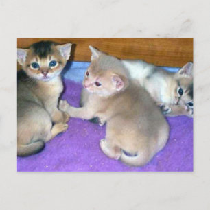 Abyssiniaanse Kittens Drie weken oud Briefkaart