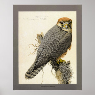 Abyssiniaanse Lanner Poster