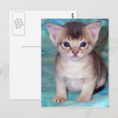 Abyssinian Kitten Baby Cat Cartes postales (Devant / Derrière)