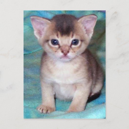 Abyssinian Kitten Baby Cat Cartes postales (Devant)