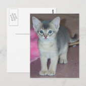 Abyssinian Kitten Zes weken oud Briefkaart (Voorkant / Achterkant)
