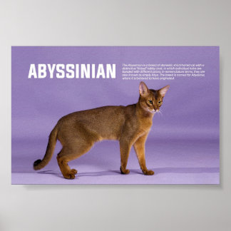 Abyssiniër Cat Breed Poster