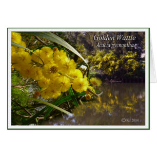 Acacia d'or - pycnantha d'acacia