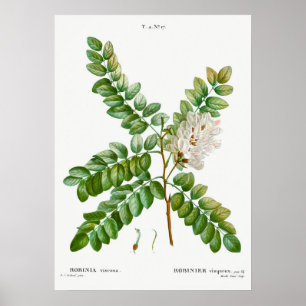 Acacia-illustratie Poster