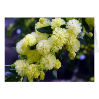 Acacia-kaart - Mimosa