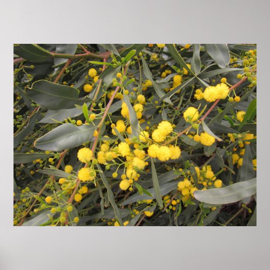 Acacia Poster (Voorkant)