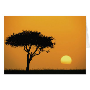 Acacia solitaire en silhouette au lever du soleil,