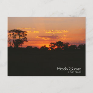 Acacia Sunset Briefkaart
