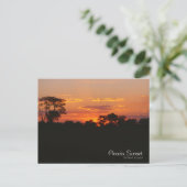 Acacia Sunset Briefkaart (Staand voorkant)
