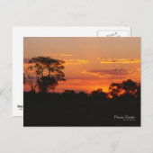 Acacia Sunset Briefkaart (Voorkant / Achterkant)