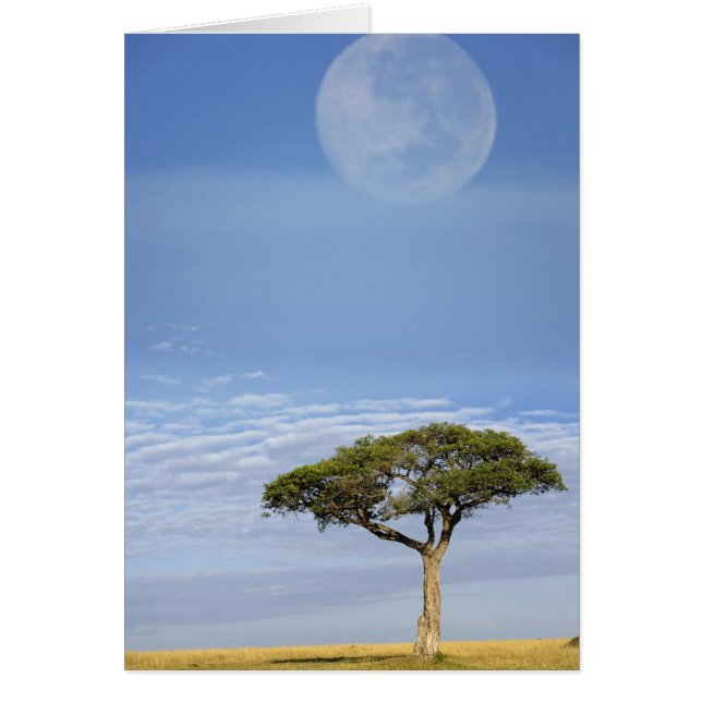 Acacia tortilis, et (Devant)