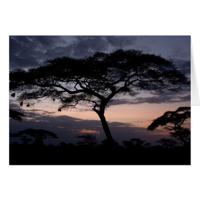 Acacia Trees Sunset Kaarten (Voorkant Horizontaal)