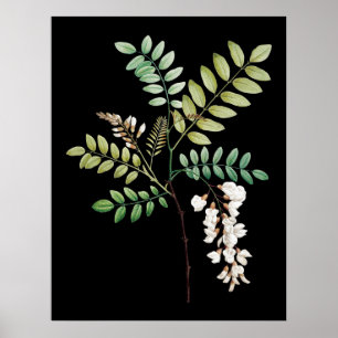 Acacia, zwarte locus, botanische wanddruk poster