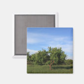 acaciaboom magneet (Voorkant / Achterkant)