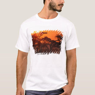 Acaciabos gesilhouetteerd bij zonsondergang, Taran T-shirt