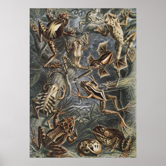 Academia Noire Haeckel Impression Vintage Grenouil (Devant)
