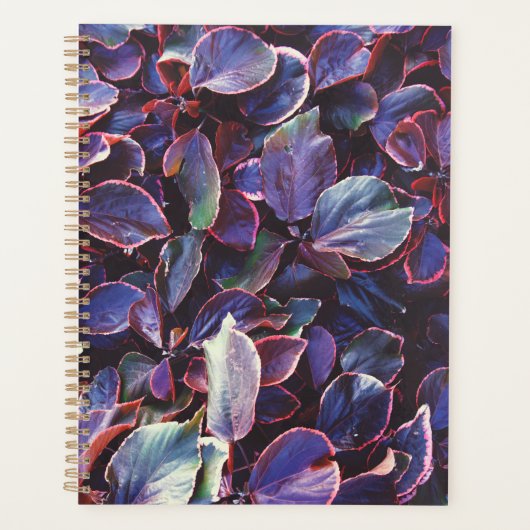 Acalypha Wilkesiana (Devant)