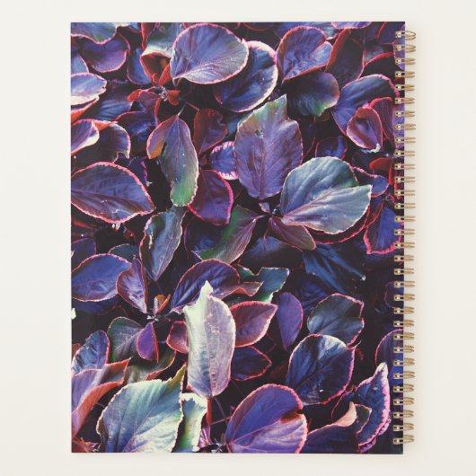 Acalypha Wilkesiana (Dos)