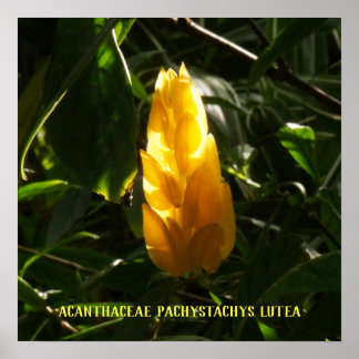 Acanthaceae Pachystachys lutea - Golden Candle Poster