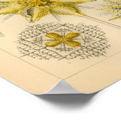 Acanthometra Kleur Ernst Haeckel Afdrukken Poster (Hoek)