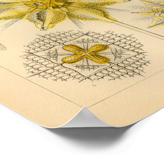 Acanthometra Kleur Ernst Haeckel Afdrukken Poster (Hoek)