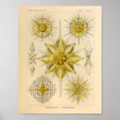 Acanthometra Kleur Ernst Haeckel Afdrukken Poster (Voorkant)