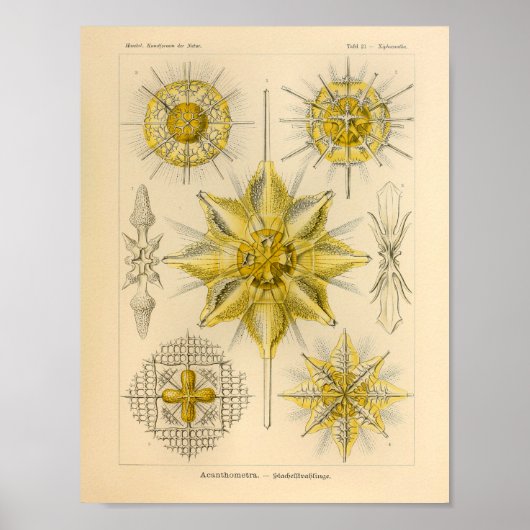 Acanthometra Kleur Ernst Haeckel Afdrukken Poster (Voorkant)