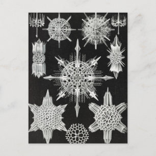 Acanthophracta, schaars, waterdier briefkaart