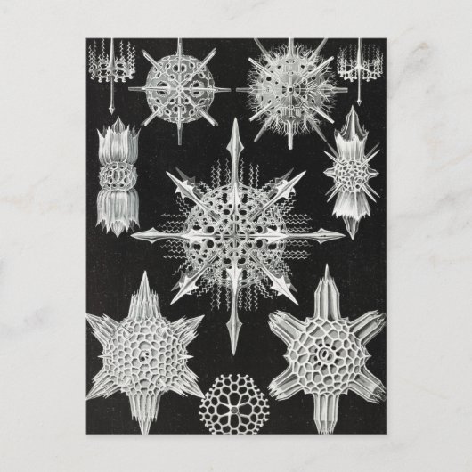 Acanthophracta, schaars, waterdier briefkaart (Voorkant)