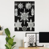 Acanthophracta, schaars, waterdier poster (Thuiskantoor)