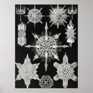 Acanthophracta, schaars, waterdier poster