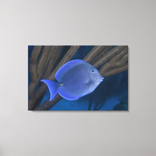 Acanthurus coeruleus met zee canvas afdruk