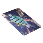 Acanthurus triostegus magneet (Rechterzijde)