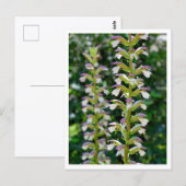 Acanthus Briefkaart (Voorkant / Achterkant)