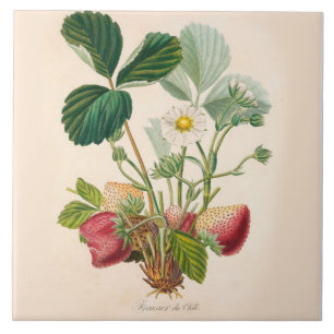 Accent de cuisine de carreau de céramique de